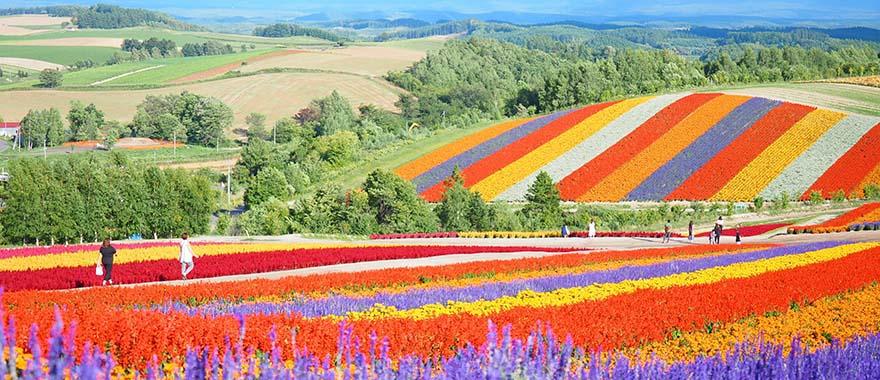 北海道移住の魅力を知る・美瑛町の移住ライフとは？