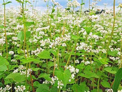 北海道の台所・農業盛んな地域 